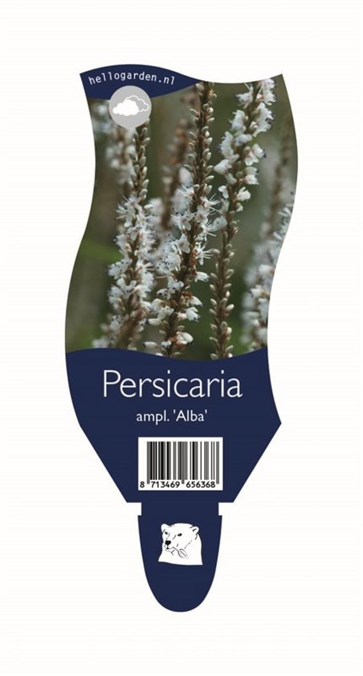 Persicaria a. 'Alba' - P11